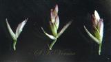  Spikelets with 4 florets